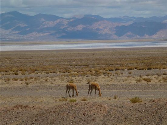 vicunas empfangen jens bei der salzwueste.
