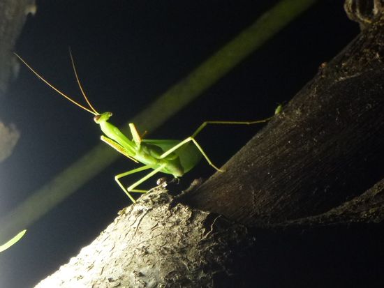 abends kommen noch mehr besucher auf den campingplatz.
