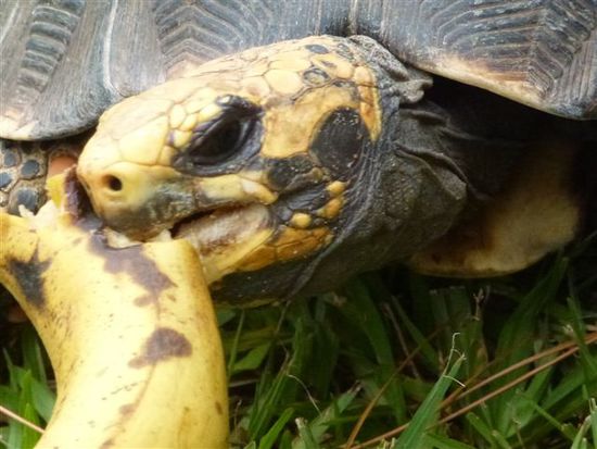 einer der (un) eingeladenen x-mas gaeste, berni die schildkroete haut sich feierlich eine banane rein.