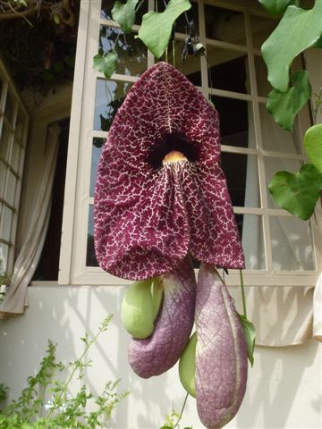 weihnachtsdekoration natur, riesige orchideen (moni stimmt das) haengen freiwillig herum.