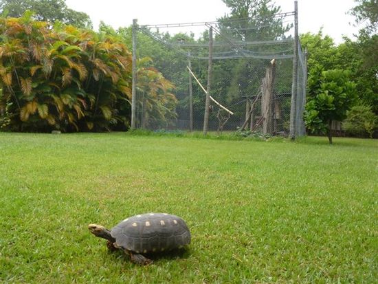 der garten von linda india, hinten die villa monos (affen).