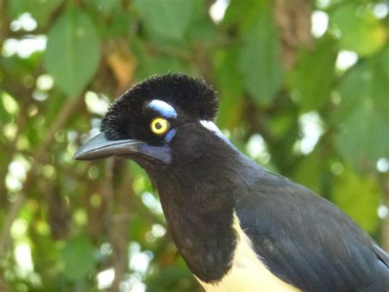 der paradiesvogel passt wunderbar dazu.