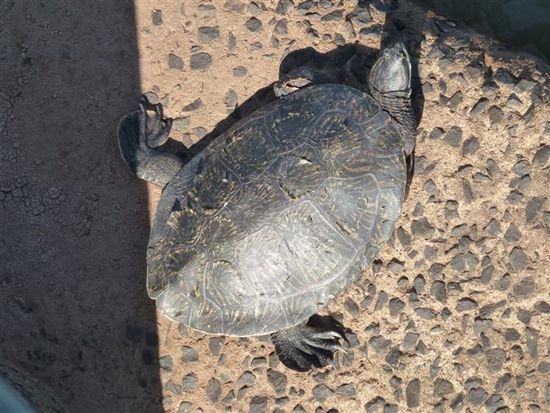eine schildkroete praesentiert sich entspannt auf einem pfeiler kurz vor felskante gargante del diablo.