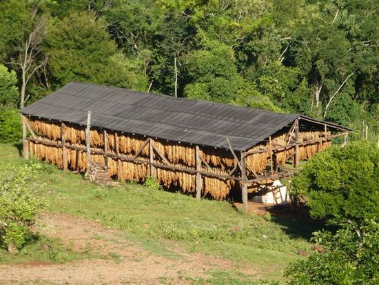 es ist tabakerntezeit in misiones.