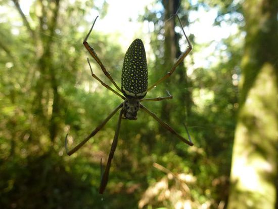 tausende saeumen den weg, wir zerfetzen sicher 5000 spinnennetze auf unseren wanderungen im dschungel.