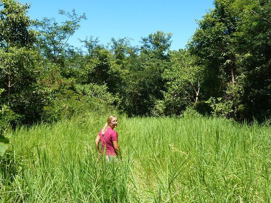 huefthohes gras, bange frage : wo sind die schlangen?