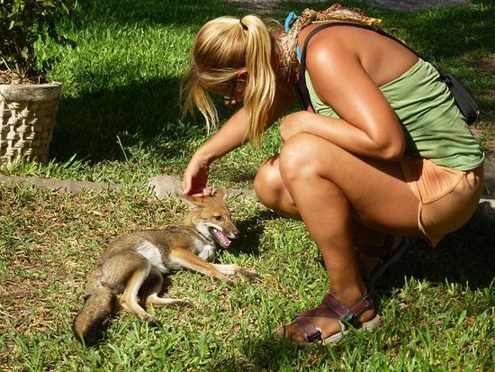 das graufuchsbaby vom centro visitante, er soll in die natur eingegliedert werden...wird wohl schwierig bei der betreuung...