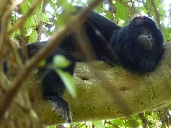 hoch oben in den baeumen schlummern die lautesten tiere der welt ihre siesta, bruellaffen, hier der chefe der truppe.