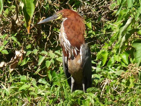 hoco colorado/tiger heron.
