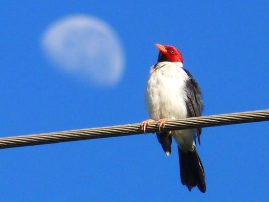cardenal rojo im mond.