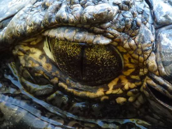 big brother is watching you...wir waren in der laguna ibera nicht schwimmen...