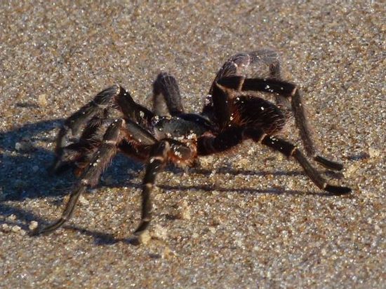 was haben den die am strand zu suchen.