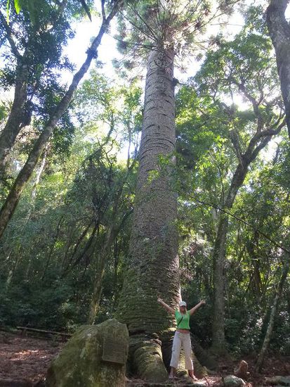 mitten im wald versteckt, die 1000 jaehrige araukarie (kiefernart)