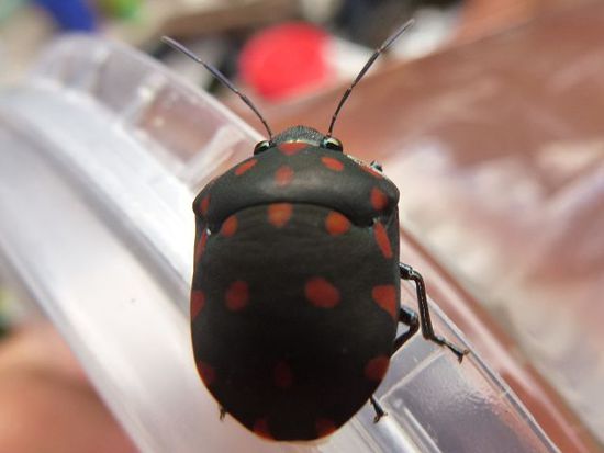 besuch beim fruehstueck.
