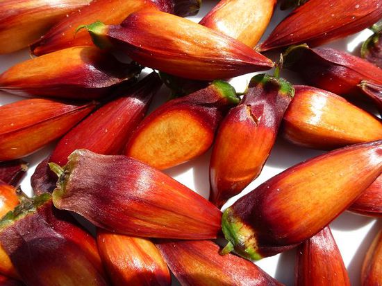und so deren fruechte. 1 stunde kochen und dann schmeckts wie marroni.