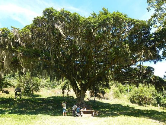 der sitzplatz im schatten des figuero - feigenbaum.