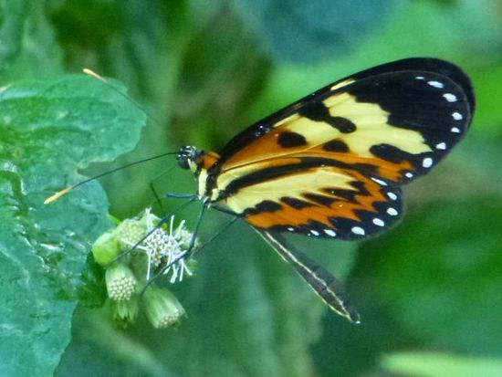 besuch am morgen.