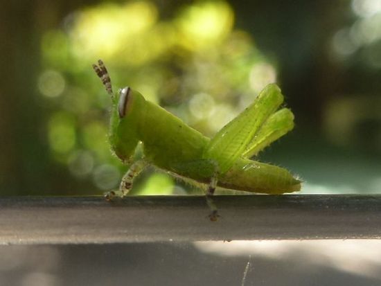 neuer mitfahrer, minihopper.