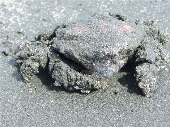sandkrebse warten auf ankes füsse