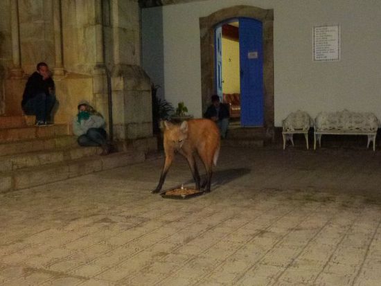 hier kommt der wolf, schaut euch diese beine an...wahnsinn.