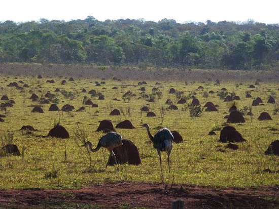 heissen hier schick emas, eine straussenart im pantanal.