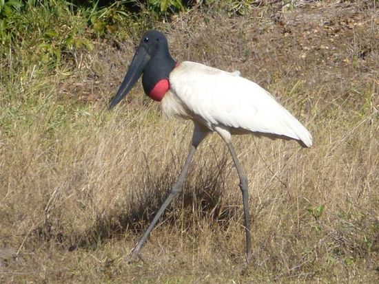 das wappentier vom pantanal, der kraeftige kaibiru.