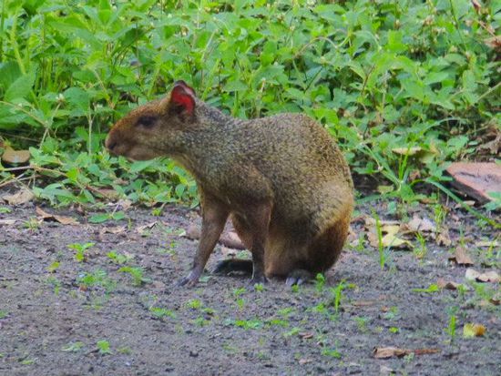 agoutis huepfen gerne zum sonnenuntergang vorbei.