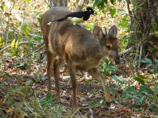 das reh bietet im pantanal unkomplizierten transportservice an.