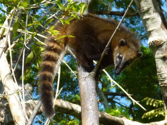 coatis (nasenbaeren) fluechten auf die baeume und fauchen uns fies an.