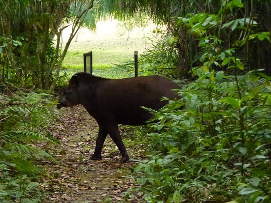 wer hat sich wohl mehr erschreckt, der tapir biegt ploetzlich um die ecke.