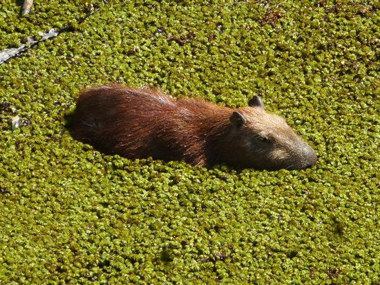 gut getarnt ist halb gewonnen, capivara.