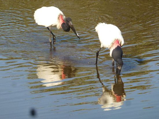 herrlich die tierwelt im pantanal.