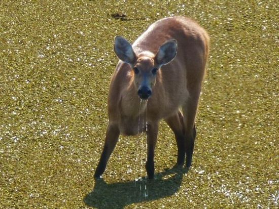 viele tuempel sind bereits ausgetrocknet, daher sammeln sich alle tiere in den uebrig gebliebenen suempfen.