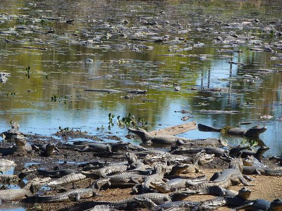 ueberbuchung im pantanal oder rimini fuer kaimane.