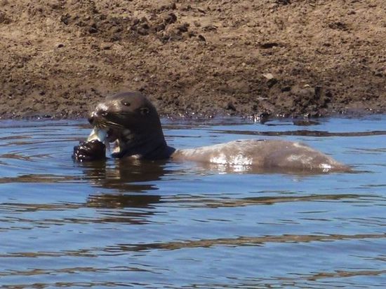 der riesenotter laesst sich davon nicht stoeren und goennt sich genuesslich einen leckeren fisch.