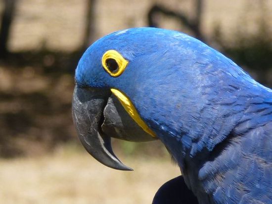 die seltenen blauen aras verzaubern uns.