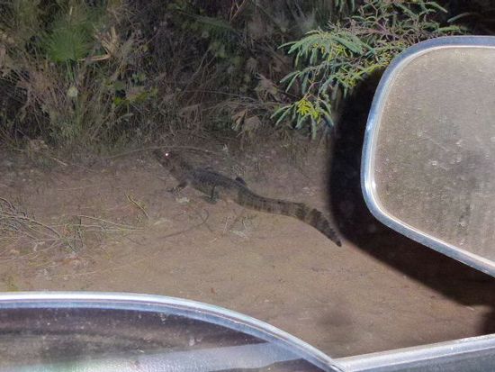 nachtsafari mit villa venus.