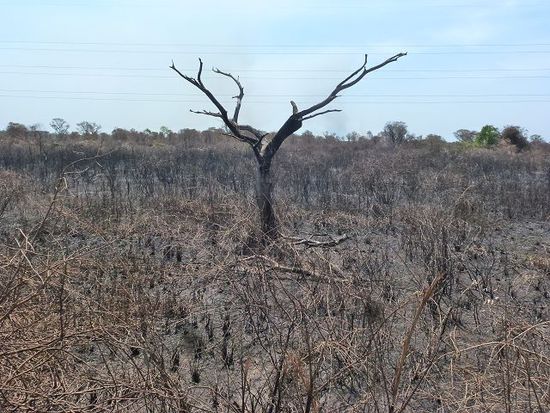leider sind viele gebiete vom pantanal abgebrannt, zum teil natuerlich, zum teil geplant...schade.