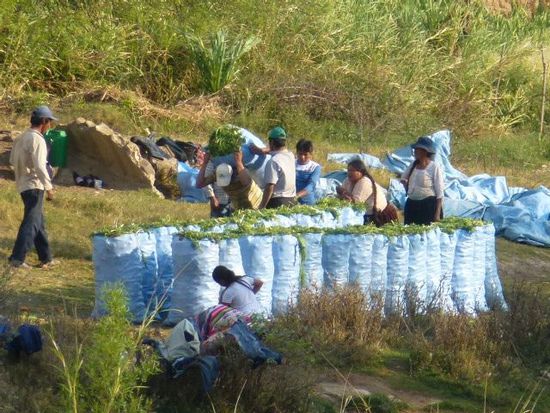 im fluss gewaschene blaetter werden auf die wartenden camiones verladen.
