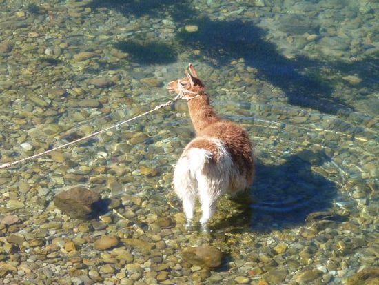 ein lama badet sich im glasklaren wasser des riesigen gewaessers.