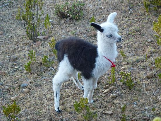 unsere einzige begleitung ist ein lama baby.
