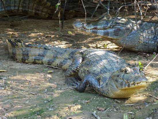 die alligatoren sind trotz fetten 5 metern harmlos (scheinbar) die schwarzen kaiman kollegen werden eher gefuerchtet.