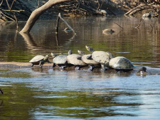 immer schoen in einerreihe und bitte nicht draengeln, flussschildkroeten in action.
