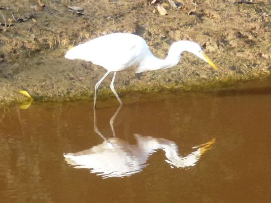 weisser fischreiher auf nahrungssuche...ob er wohl selbst vorher zur nahrung wird.