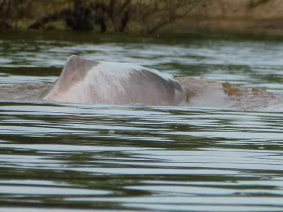 hier taucht ein rosaroter flussdelfin kurz auf...ok sie sind nicht extrem rosa aber heissen trotzdem so.