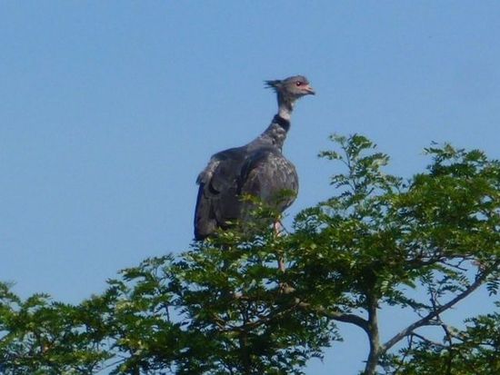 ein vogel so gross das die aeste brechen.