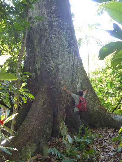 ein monsterbaum erhebt sich auf dem jorge huegel.