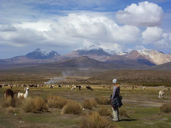 nur alpakas und lamas leisten uns am rio sajama gesellschaft.