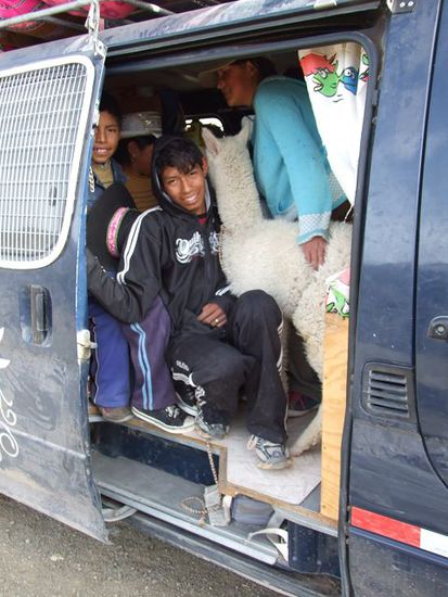 unser intensivster transport fuer einheimische, in peru kurz vor dem colca canon, 8 menschen und ein alpaka...mehr geht kaum.