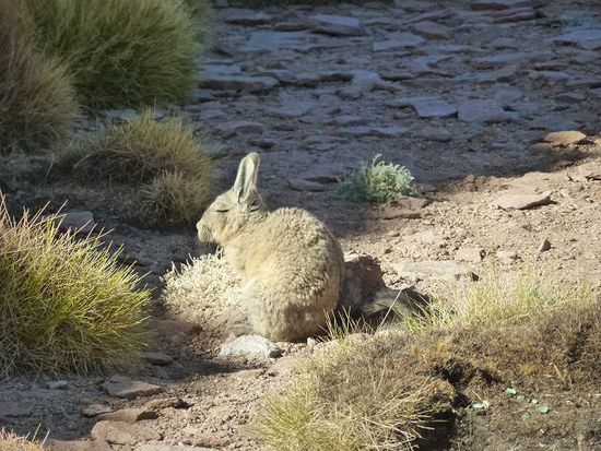 unser nachbar heute, ein pummeliger viscacha.